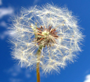 dandelion feathers